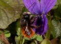 Osmia cornuta
